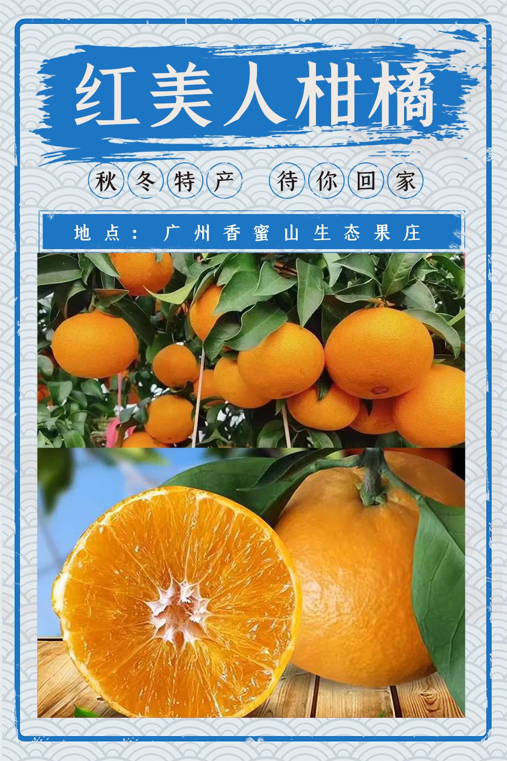 红美人柑橘.jpg