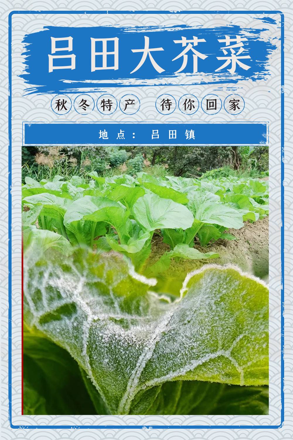 吕田大荠菜.jpg